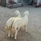 خرفان فل 5شهور