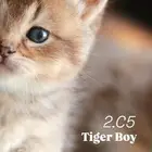 سكوتش قولد تايجر