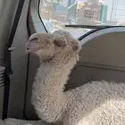 حوار كفو