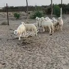 بهم
