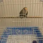 طير روز اليف جدا  وبصحة ممتازه