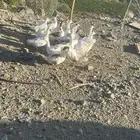 وز بلدي