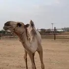 بكره