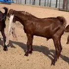 تيس هولندي صنف