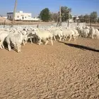 رخال حريات 43 راس حرش