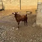 تيس فحل للبيع