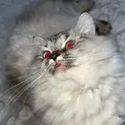 قطوة تزاوج
