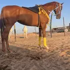 فرس فرنسيه ماخذه المركز الرابع ف الجبيل العمر4 سنوات