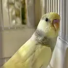 بادجي زوج ذكر وأنثى اليف جد ا