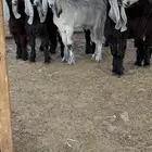 تيوس مخاصي ذبائح