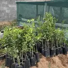 جميع الشتلات المعروفه عندنا متواجده