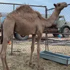 قعدان قصب