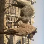 للبيع حشوان طيبه على حليب أمهاته و البرسيم الحشو طيب