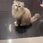 قط للتبني والاغراض للبيع