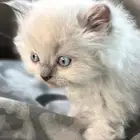 للبيع قطط كيتن هملايا