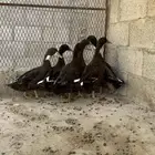 للبيع بط شرشري