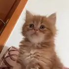قطط لعوبه عمر شهر ونص ذكر و4اناث اشكالها جميله وصحتها كويسه