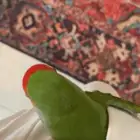 عصفور روز متدرب مع القفص والاكل