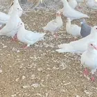 حمام فرنسي لاحم