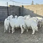 طليان جبره
