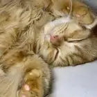 قطط شيرازي للتبني
