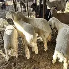 خرفان حري