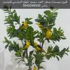 للبيع مجمسات صفار العدد محدود