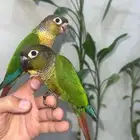 كنيور قرين شيك هدد نشبه(إلحق الزين)