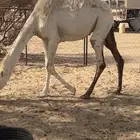 بكره وضحا قصب