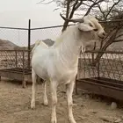 تيس جذع فحل صنف الصنف