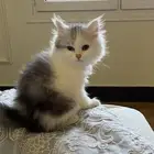 قطط