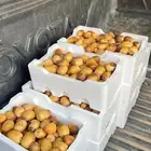 تمر للبيع