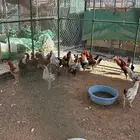 ديوك دجاج