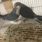 زوج كويكر محلل بشهاده جاهز للانتاج ازرق