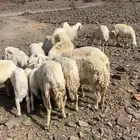 ضان سرحه
