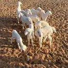 دواغير حريات خرفان