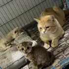 4 كيتن 2 كبار للتبني