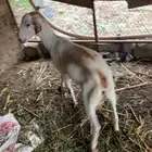 عنز للبيع