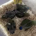 فروخ روز غر