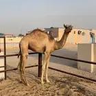 حشوان العدد 2