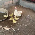 السلام عليكم بط بلدي للبيع