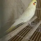 ذكر كروان لاتينو