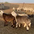 بهم نجد