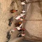 دجاج