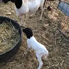 شاه بربريه والد تحتها خروف