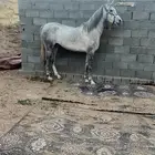 فراس بكر معه مهرة توها افلت