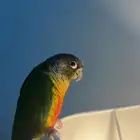 ببغاء كنيور