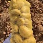بطاطس حايل للبيع من المزرعه مباشره طازج .