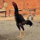 ديك شامو العمر 7 شهور