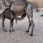 سلام عليكم عرض حشوان كفوا